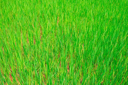 自然食物细节越南东亚的绿色稻田图片