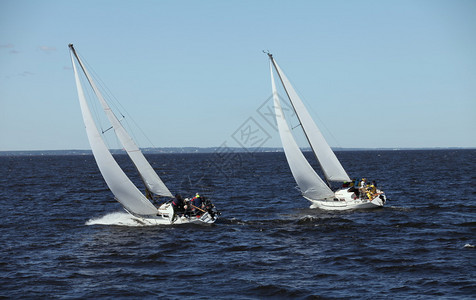 冒险冲浪Regatta海上赛马游艇Regatta帆船白色的图片