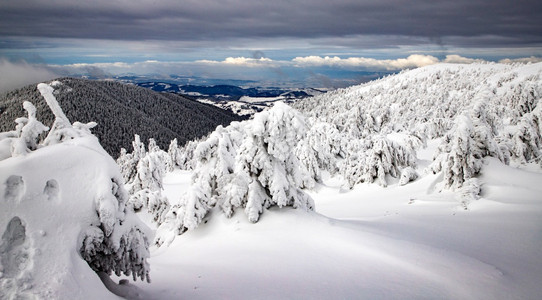 惊险冬季风景有雪卷毛树降寒冷的图片