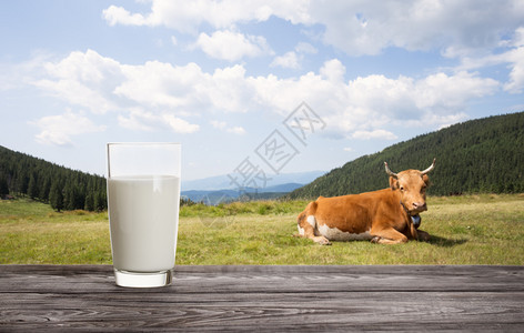 外部奶牛躺在牧场背景下的一杯鲜奶牛躺在牧场上的背景下天然食品玻璃杯液体一顿饭图片