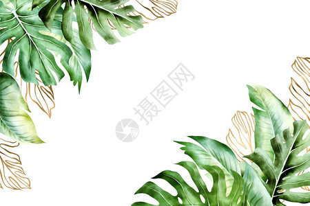 装饰花园束热带背景金色和绿热带棕榈叶背景邀请函横旗招贴画传单带有复制空间的孤立框架图片