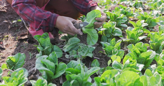 农业保持种植于户耕地的有机蔬菜和水栽种卷心生长图片