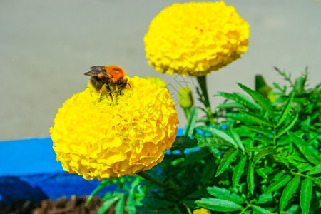 蜜蜂绽放黄色的萨门星委员会图片