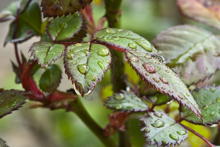 植物学意大利花园的湿绿树叶颜色植物图片
