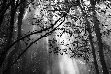 美丽的森林黑白天气色的空背景图片