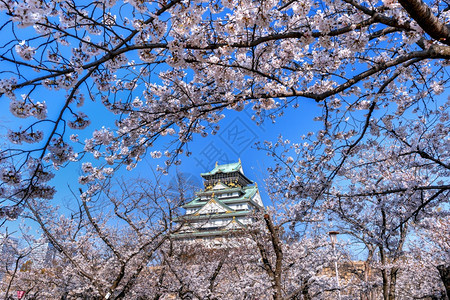 旅行白色的日本大阪樱花和城堡分支图片