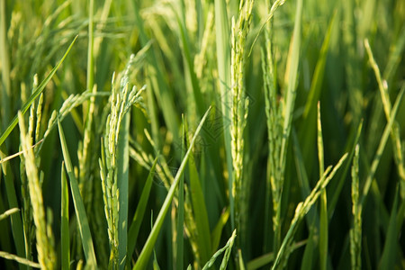 有机的树草地稻田和种植在绿色野中的稻米农作物图片