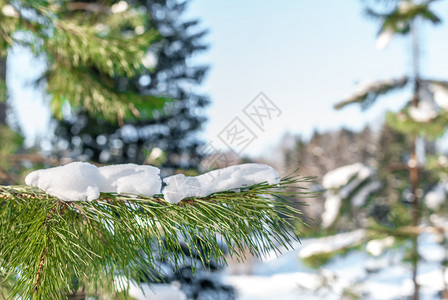 雪花冷若冰霜树木林中下雪枝在采石的林中发芽图片