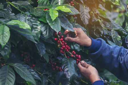 哥伦比亚种植红莓树绿色生态有机农场的新鲜种子咖啡树增长近手收割红熟咖啡籽丰盛的阿拉伯果冻汁养殖咖啡庄园切开手收获红熟咖啡种子自然图片