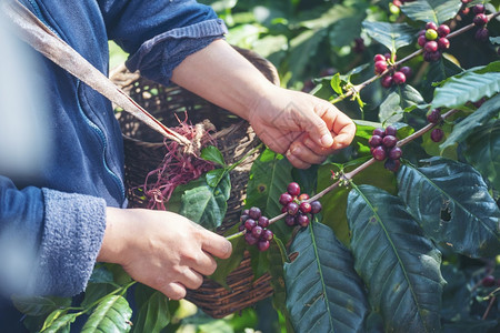 采摘红色的巴西种植莓树绿色生态有机农场的新鲜种子咖啡树增长近手收割红熟咖啡籽丰盛的阿拉伯果冻汁养殖咖啡庄园切开手收获红熟咖啡种子图片
