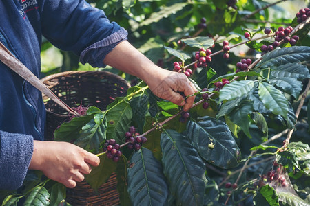黄色的花园培育种植红莓树绿色生态有机农场的新鲜种子咖啡树增长近手收割红熟咖啡籽丰盛的阿拉伯果冻汁养殖咖啡庄园切开手收获红熟咖啡种图片