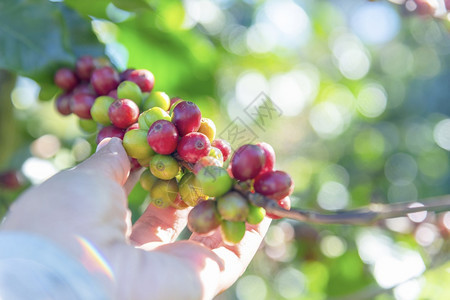 种植红莓树绿色生态有机农场的新鲜种子咖啡树增长近手收割红熟咖啡籽丰盛的阿拉伯果冻汁养殖咖啡庄园切开手收获红熟咖啡种子男人分支成熟图片
