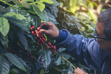 种植园收集红莓树绿色生态有机农场的新鲜种子咖啡树增长近手收割红熟咖啡籽丰盛的阿拉伯果冻汁养殖咖啡庄园切开手收获红熟咖啡种子男人图片