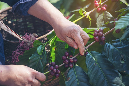 种植红莓树绿色生态有机农场的新鲜种子咖啡树增长近手收割红熟咖啡籽丰盛的阿拉伯果冻汁养殖咖啡庄园切开手收获红熟咖啡种子豆处理叶图片