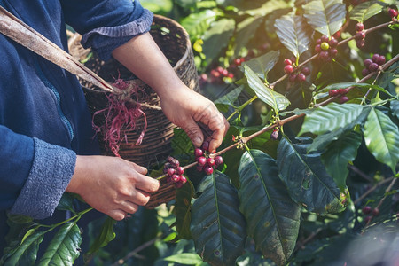 收集采摘种植红莓树绿色生态有机农场的新鲜种子咖啡树增长近手收割红熟咖啡籽丰盛的阿拉伯果冻汁养殖咖啡庄园切开手收获红熟咖啡种子哥伦图片