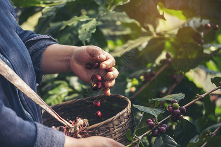 叶子种植红莓树绿色生态有机农场的新鲜种子咖啡树增长近手收割红熟咖啡籽丰盛的阿拉伯果冻汁养殖咖啡庄园切开手收获红熟咖啡种子农民巴西图片