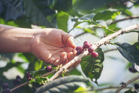 种植红莓树绿色生态有机农场的新鲜种子咖啡树增长近手收割红熟咖啡籽丰盛的阿拉伯果冻汁养殖咖啡庄园切开手收获红熟咖啡种子亚洲成熟黄色图片