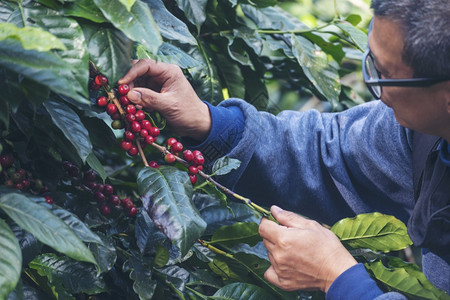 新鲜的种植红莓树绿色生态有机农场的新鲜种子咖啡树增长近手收割红熟咖啡籽丰盛的阿拉伯果冻汁养殖咖啡庄园切开手收获红熟咖啡种子色的花图片