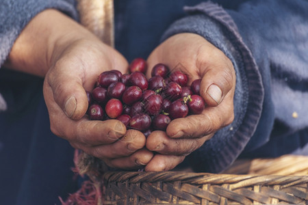 巴西樱桃种植红莓树绿色生态有机农场的新鲜种子咖啡树增长近手收割红熟咖啡籽丰盛的阿拉伯果冻汁养殖咖啡庄园切开手收获红熟咖啡种子樱桃豆因背景