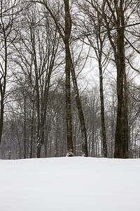抽象的雪花森林冬季树木枯和多云寒冷不愉快天气中的草木缝合冬季树木日和植被图片