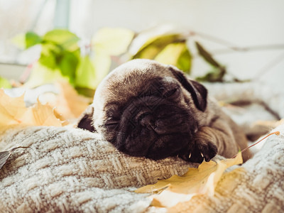 睡眠可爱甜美的小狗躺在毯子上黄叶白色背景上宠物护理概念可爱甜美的小狗躺在毯子上兽医感恩图片