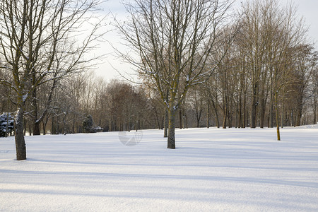 下雪的冰冬季和在漂流寒冷的天气风霜严寒候景观下树木在冬季雪下枯萎落叶图片