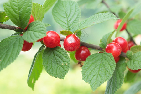 季节树枝上挂着的Prunustomentosa红莓图象夏天色的图片