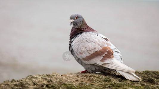 看丰富多彩的哥伦巴一只色的鸽子在休息时贴近镜头图片