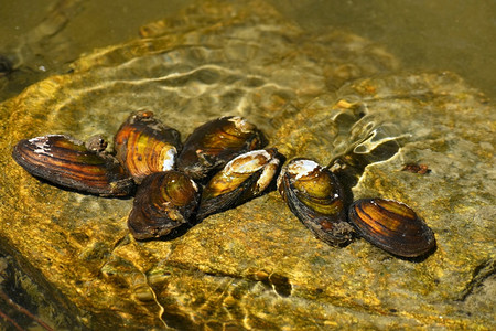 插图目的黄色在干净阿诺德安塔纳提河中岩石上的流蛤图片