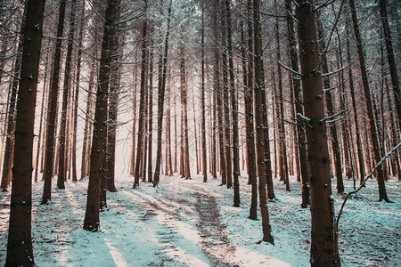 户外美丽的冬季风雪覆盖松树林的寒冬风雪冷蓝色图片
