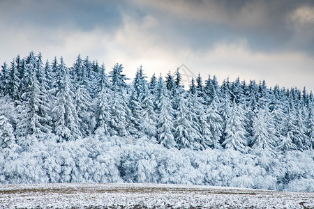 美丽的冬季风雪覆盖松树林的寒冬风雪暴场景木头图片