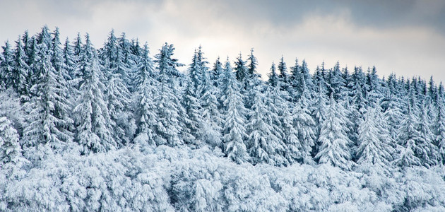美丽的冬季风雪覆盖松树林的寒冬风雪天空花户外图片
