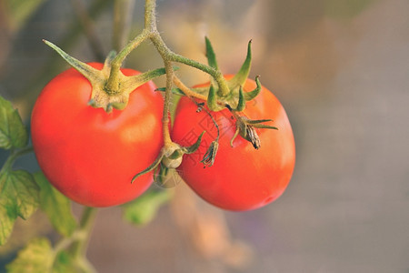 锅精美成熟的红西番茄在灌木丛上生长园艺图片
