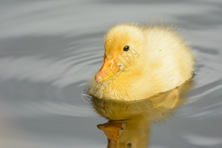 凫夏天水边的小鸭子可爱图片