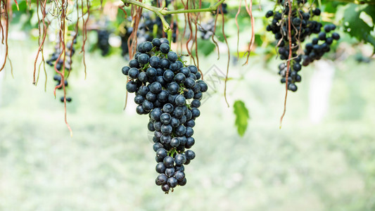 健康树葡萄园里的有成群熟葡萄酒图片