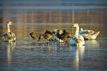蓝色的一群在冬天挨饿的鸟静音鹅座和欧亚黑老鸭Fulicaatra霜自然图片