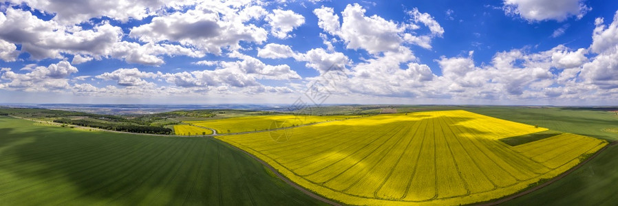 美丽的油菜花田地风景图片