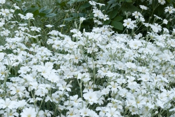 花朵美丽白色的春林中小白花开看起来像雪一样子蛋白质图片