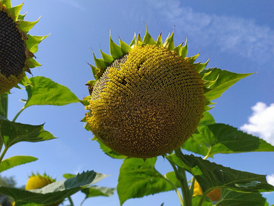 植物阳光明媚的日葵花开着蓝天在幕后黄色的明亮图片