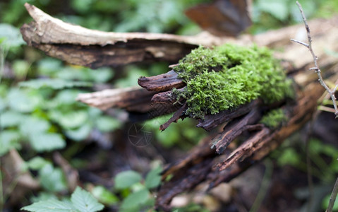 国民生长林中一片木头上的绿苔植物图片
