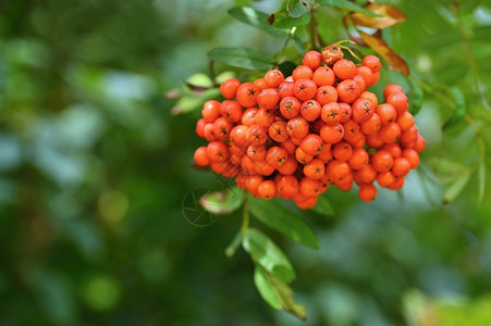 花楸浆果环境分支SorbusalnifoliaSorbusaucuparia树枝上的罗文浆果图片