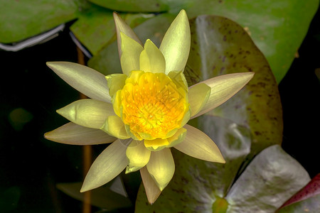 花色莲花图片