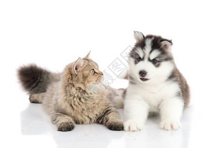 肖像猫和狗一起躺在白色背景上孤立无助舌头波斯语图片