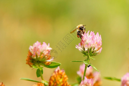 花粉自然一只毛蜜蜂收集粉红色花朵上的蜜有选择焦点模糊背景复制空间A蜜蜂收集粉红色花草上的蜜昆虫图片