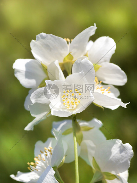 香绽放花季紧贴的白茉莉花春五月朵天然的白茉菊花色蕾治疗图片