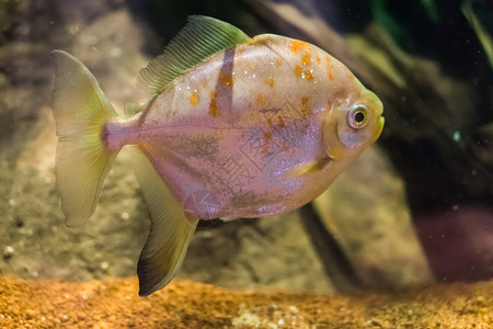 礁美国人红了米路鱼一种众所周知的银元鱼类一种来自美洲的热带宠物红色图片