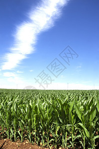 草葡萄牙南部Alentejo地区的玉米田景观蓝色的图片
