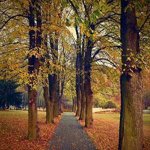 美丽的浪漫方式在公园里有丰富多彩的树木秋季自然背景观路绿色途径图片