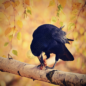 秋天的乌鸦鸟儿美丽图片秋天的乌鸦喙眼睛空图片