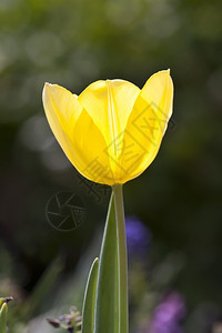 新鲜的园艺花中美丽的黄色郁金香图象景观图片